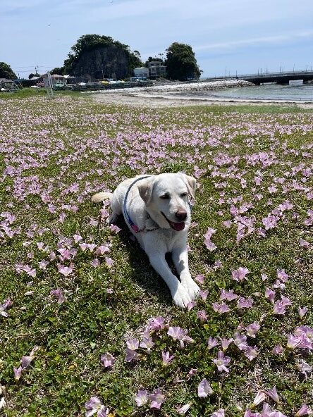 散歩を楽しむ犬