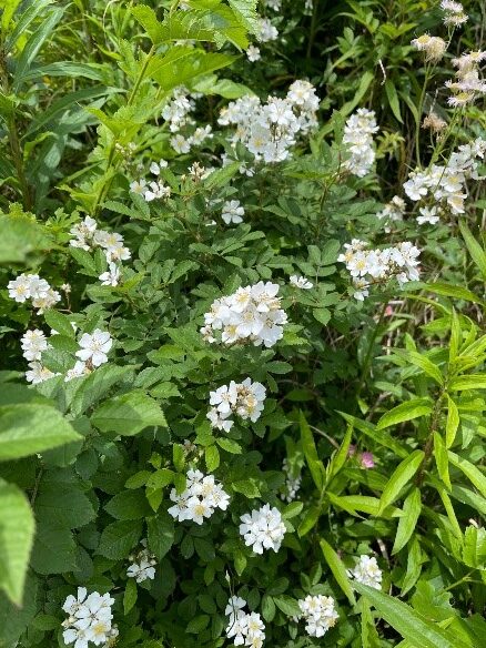 お花